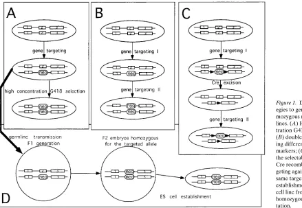 Figure 1. Different strat-