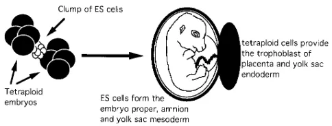 Figure 2. Lineage separation of the tetraploid embryonic and mouse ES cells in chimeras.
