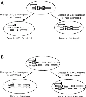 Figure 3. Basic schemes for lineage-specific gene 