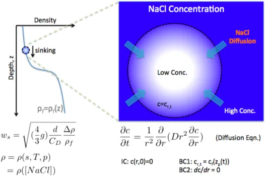 Fig. 3: Schematic diagram of the numerical model. The left shows a density profile of a stratified water column