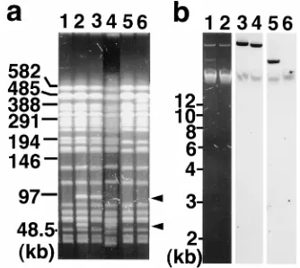 FIG. 2. (a) PFGE and Southern blot analysis results for type I strains. Lanes1 to 3, PFGE patterns for fragments of less than 100 kb for three isolates from