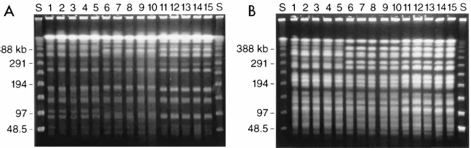FIG. 1. Representative DNA proﬁles of C. albicansproﬁles obtained with isolates from each of three patients (ﬁve isolates each)