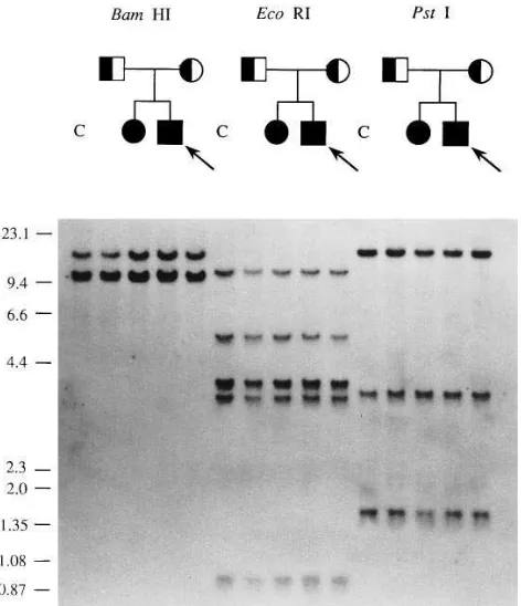 Table I. Location and Sequence of Oligonucleotide Primers Used in RT-PCR