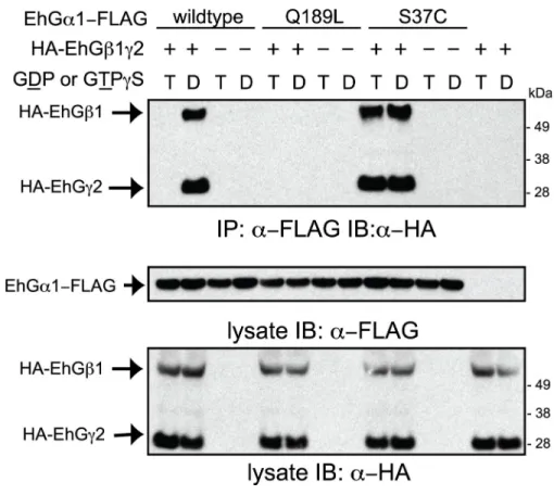 Figure  2.5.  The  inactive  EhGα1(S37C)  constitutively  binds  to  EhGβ1γ2,  while  the  constitutively  active  EhGα1(Q189L)  mutant  does  not
