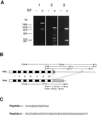 Figure 1. PCR detection of the two iso-platelets. (PCR products. Platelet RNA was used as a template after the incubation in the pres-ence (verted triangles