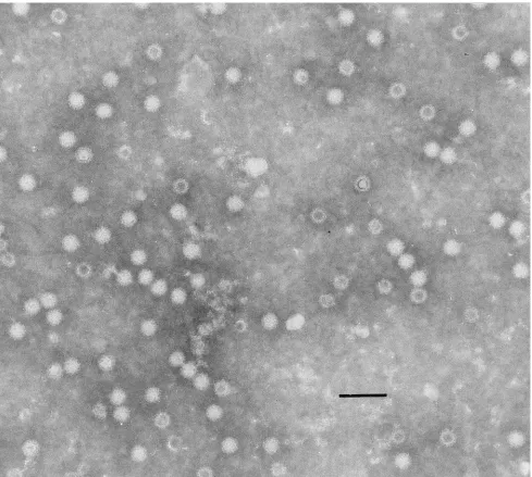 FIG. 1. Puriﬁed HV-like particles expressed in the baculovirus system and visualized by negative staining with 3% phosphotungstic acid, pH 7.2