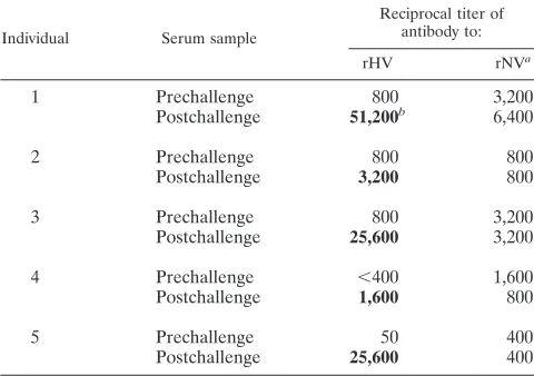 TABLE 1. Serologic responses of adult volunteers orally challengedwith HV to rHV or rNV antigen as measured by ELISAa