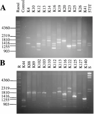 FIG. 4. Reproducibility of PCR with primer pair Arno1 and Arno2. Shownhere is an example of the ampliﬁcation patterns obtained with DNAs of strain