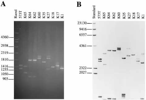 FIG. 7. Comparison of PCR ampliﬁcation patterns and Southern hybridiza-tion patterns with CkF1,2 of genomic DNA from 10 selected strains