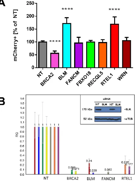 Figure 5.  BLM and RTEL1 are negative regulators of SDSA in human cells.  