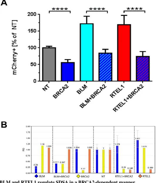 Figure 6.  BLM and RTEL1 regulate SDSA in a BRCA2-dependent manner.  