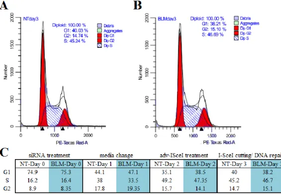Figure 8.  BLM helicase does not regulate the cell cycle phases.  