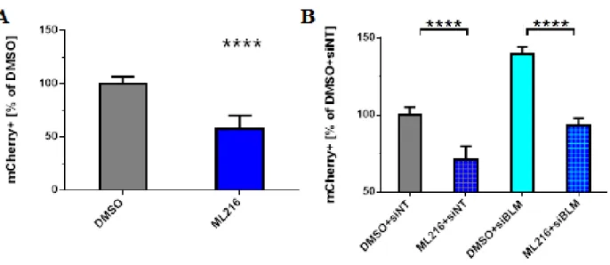 Figure 9.  BLM inhibitor, ML216, influences SDSA. 