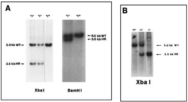 Figure 2. Southern blot analysis of genomic DNA. (A) Southern blot analysis of genomic DNA from D3embryonic stem cell clones, digested with XbaI or BamHI and hybridized to the 3� flanking probe a (Fig