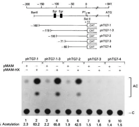 Figure 5. HBx transactivates the TGF-through the Egr-1 binding sites. pE4�1 promoter �-38-WT-CAT or mutant constructs were generated by inserting oligonucleotides from �125 to �98 (A), from �93 to �63 (B), or mutant oligonucleotides, shown at the top of th