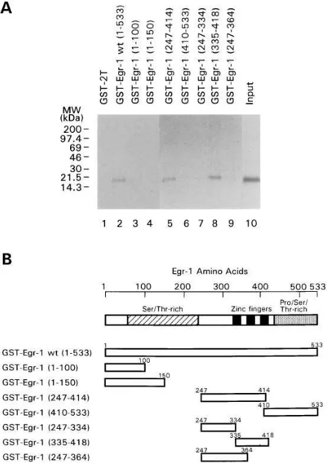 Figure 6. Stimulation by HBx of Egr-1–medi-ated transcription. An expression plasmid for HBx (pMAM-HX, lanes 2, 4, 6, 8, 10, and 12) or the parent vector (pMAM, lanes 1, 3, 5, 7, 9, and 11) was cotransfected with a GAL4 reporter plasmid G5BCAT and expressi