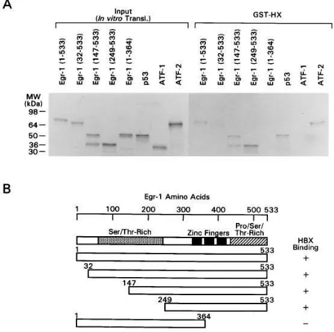 Figure 9. HBx protein interacts with the zinc finger domain of Egr-1. mutants were subjected to the GST affinity chromatography