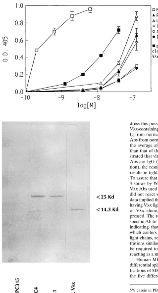 Figure 3. Reactivity of V�x-containing mAbs and purified polyclonal V�x-bearing Abs from normal mouse sera with human MBP (1-170)