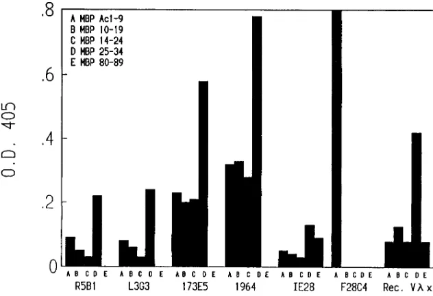Figure 7. Binding of recombinant Vcontaining mAbs to various human MBP pep-tides. The indicated MBP peptides were coated onto ELISA microtiter wells at equal concentra-tions (10 �x and V�x-�g/ml in PBS) at 4�C for 16 h