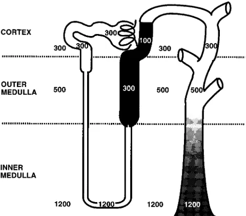 Figure 3. Basolateral hypertonicity increased myoswitching to hypertonic medium (400 mosmol/kg) on either side or both sides of the epithelium