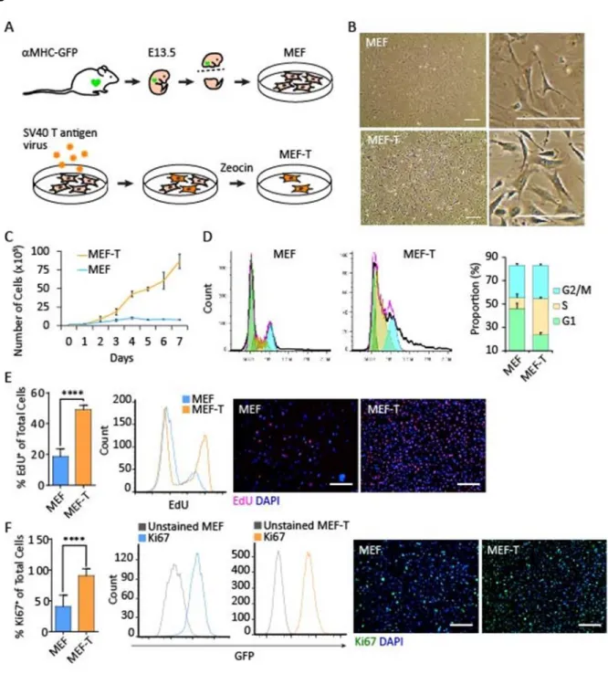 Figure 2.1. Characterization of the MEF-T cell line. A) Schematic of cell line development