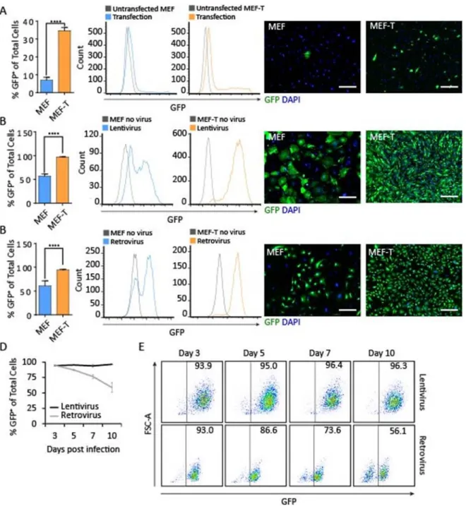 Figure 2.2. Transgene expression in the MEF-T cell line. A) Transfection with GFP transgene using  Lipofectamine3000