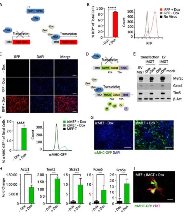 Figure 2.3. Inducible reprogramming constructs and cell lines. A) Schematic of the TetOn inducible  gene expression system