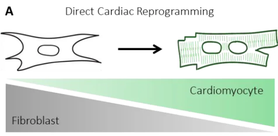 Figure 3.1. Direct Cardiac Reprogramming is an Epigenetic Process. A) When reprogramming fibroblasts  into cardiomyocytes, cells must turn off prior fibroblast gene expression program and turn on a 