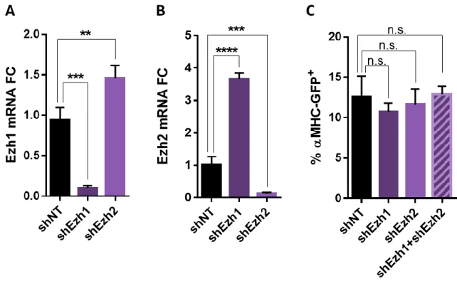 Figure 3.3. Silencing PRC2 catalytic activity does not increase reprogramming. A) Ezh1 gene expression  quantified by RTqPCR