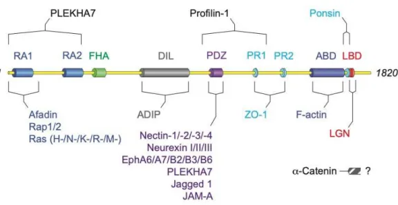 Figure 1.1 Afadin domain structure and notable binding partners.  