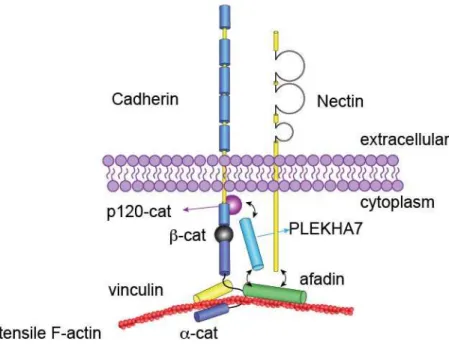 Figure 1.2 Involvement of afadin in the adherens junction. 