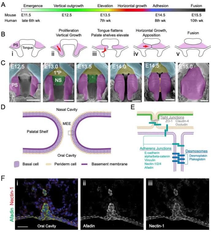 Figure 2.1 Secondary palatogenesis 