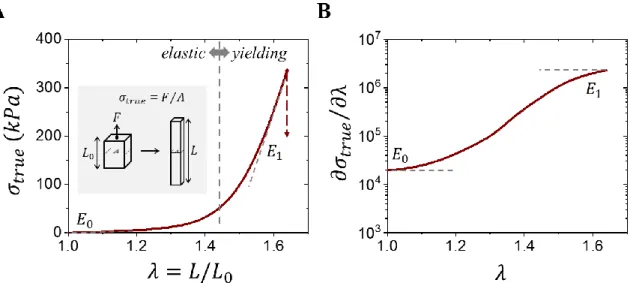 Figure 1.2: Representative deformation response of tissues. (A) A representative stress-strain  curve of a fetal membrane 7  displaying an initial non-linear elastic regime and subsequent linear  yielding regime, which is respectively characterized in the 