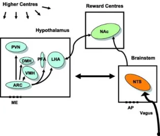 Figure 1 Brain control of energy balance overview. (Adapted from [4]) 