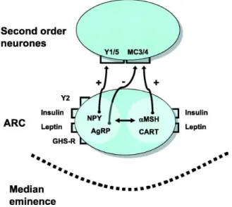Figure 2 The ARC and the control of energy balance. (Adapted from [4]) 