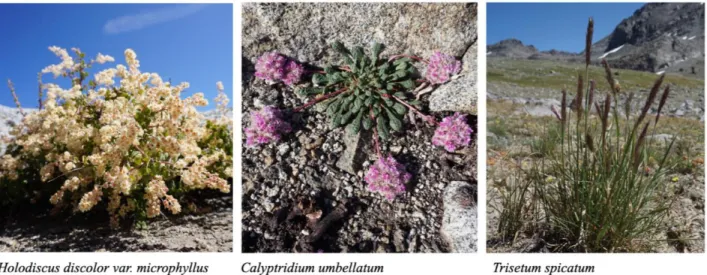 Figure 1: Selected alpine species examined in this study. Left to right: the shrub Holodiscus discolor var