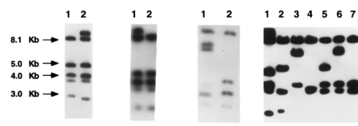 FIG. 4. Clapattern E; lane 9, patternare shown. Relevant molecular sizes are indicated on the left