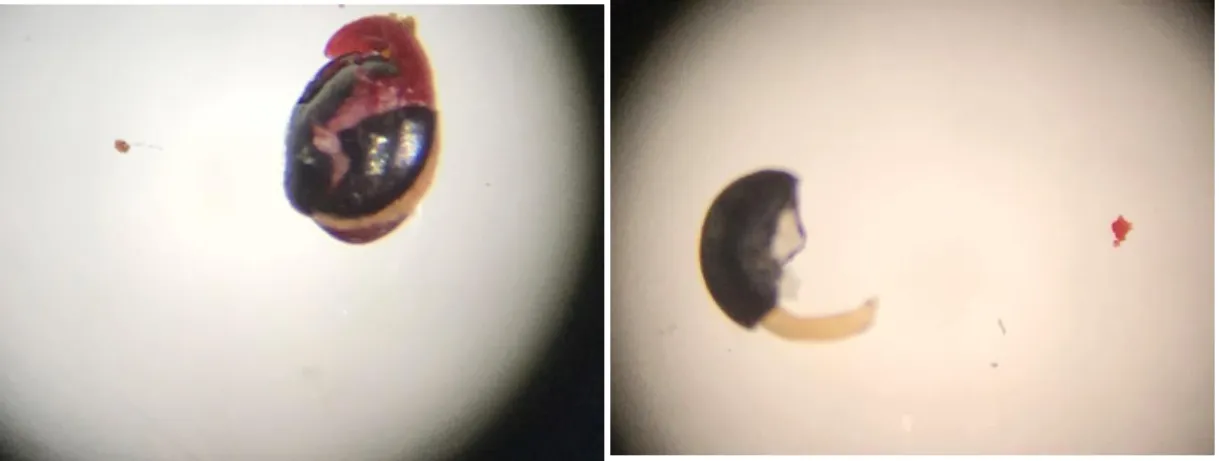 Figure 2.1: Examples of Two Nettleleaf Goosefoot Seeds, One Viable (Left) and One Non-Viable (Right)  Soaked in 1% (Wt/Vol) Tetrazolium Solution for 24 Hours