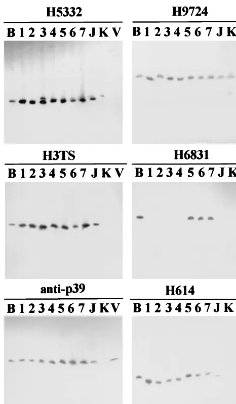 FIG. 2. Western immunoblot analysis of BorreliaVS461 isolate ofOspA (H5332 and H3TS), OspB (H6831 and H614), ﬂagellin (H9724), and p39(anti-p39) proteins ofB31; lanes 1 to 7, Taiwan isolates TWKM1 to TWKM7, respectively; lane J, JD1isolate of isolates with