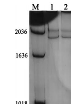 FIG. 3. SSCP analysis of PCR products obtained from control RNA (lane 1),the 1960 CNS sample (lane 2), and the 1978 CNS sample (lane 3)