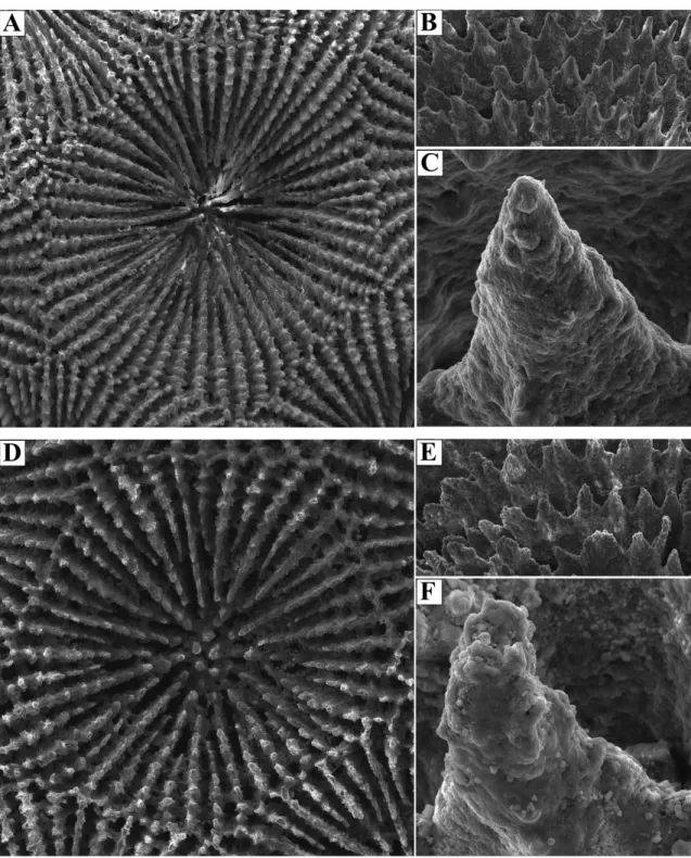 Figure 4.4 Representative SEM images of control versus extreme treatment  morphology 