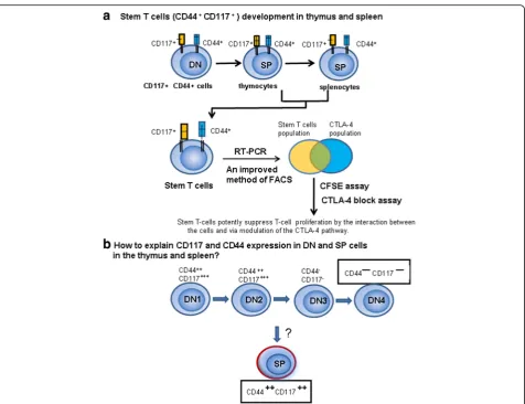 Fig. 13 Stem T-cell development in the thymus and spleen. a Methods of stem T-cell development