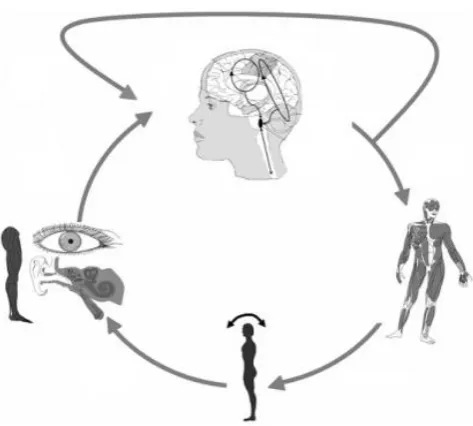 Figure 1. Postural control scheme [8]. 