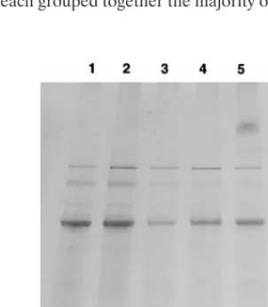 FIG. 2. AP-PCR banding patterns of C. difﬁcile05; 5 to 8 and 10 to 16, type 01; 9, type 06; 17 and 19, type 07; 18, type 08; 20, 1-kbfrom left to right, respectively): 1, isolates