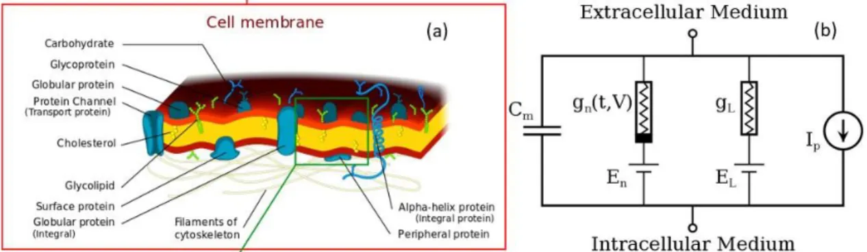Figure 2.5  Lipid  Bi-Layer  Membrane:  a) Representative picture  of  the  various  components  of  the  cell  mem-  brane  [6]
