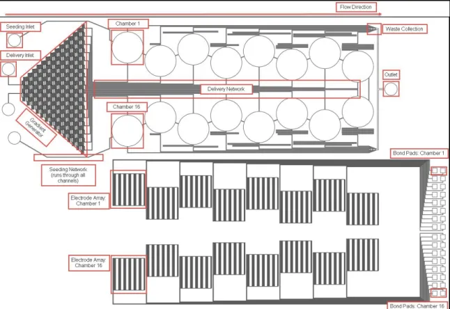 Figure 3.1 represents a CAD outline of the two device footprints, the fluid channel  networks and the microelectrode array pattern
