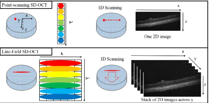 Figure 2-3 Schematic diagram of LF-OCT vs. point-scanning OCT.  