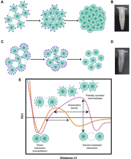 Figure 4 Mechanism of gNP synthesis at (A) ph 4 and (C) ph 3.25. Micrographs of gNPs synthesized at (B) ph 4 with hMD and (D) ph 3.25 with lMD