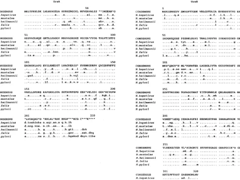 FIG. 2. Predicted amino acid sequences of UreA and UreB from H. hepaticusH. heilmannii aligned with the corresponding predicted sequences from H