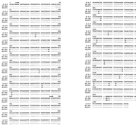 FIG. 5. Sequence comparison of the H. hepaticusboldface type. H.H-T, urease genes of different strains